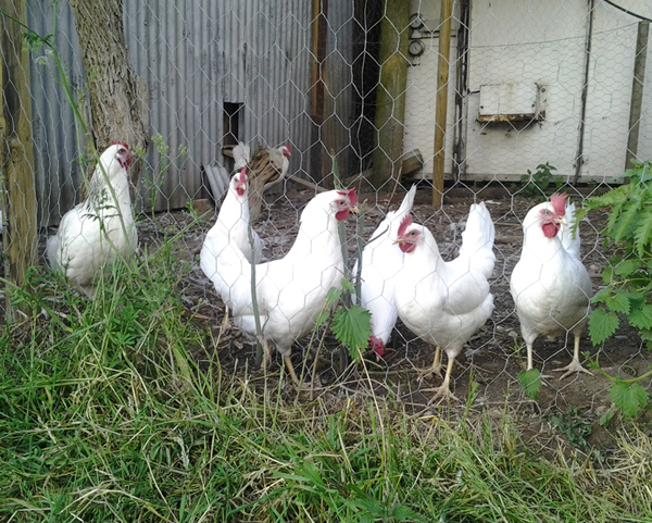 Chickens