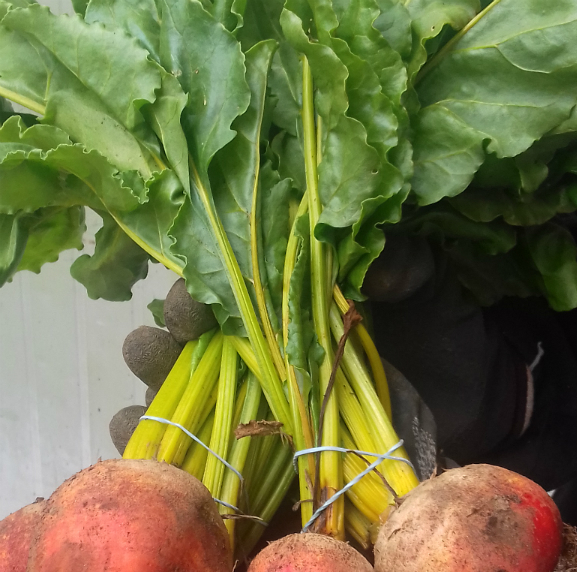 beet greens from Sarah Greens Organics