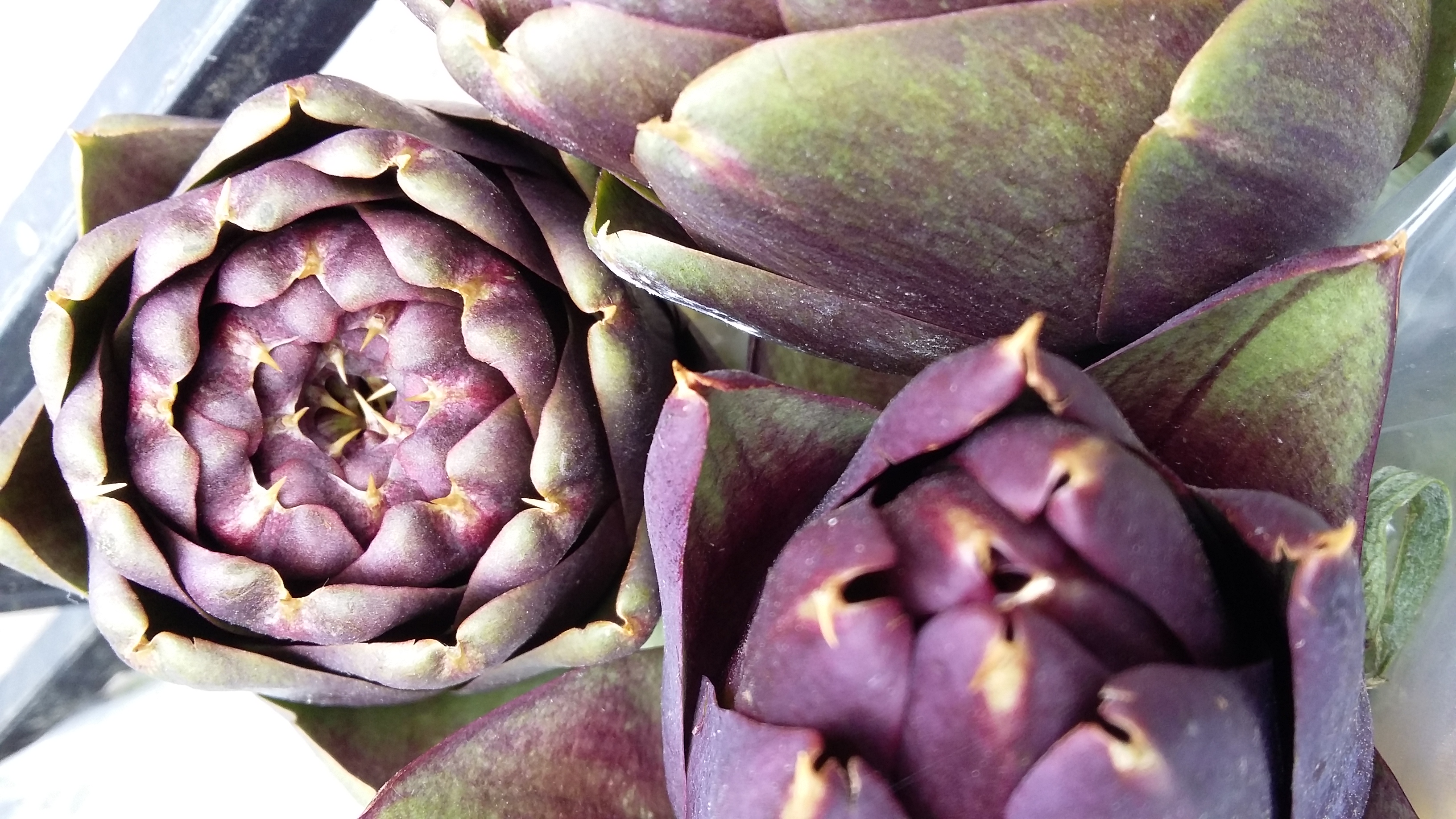 organic globe artichoke