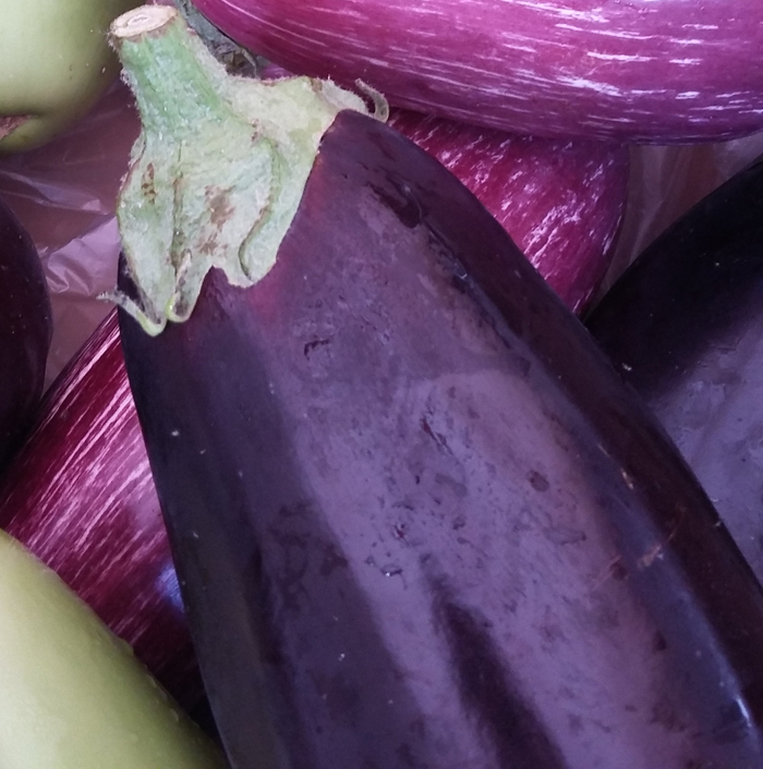 Aubergine