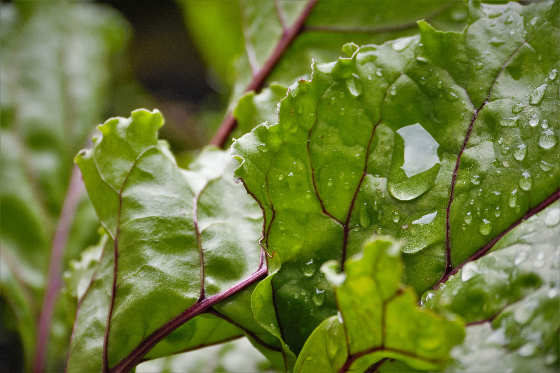 beetroot leaf