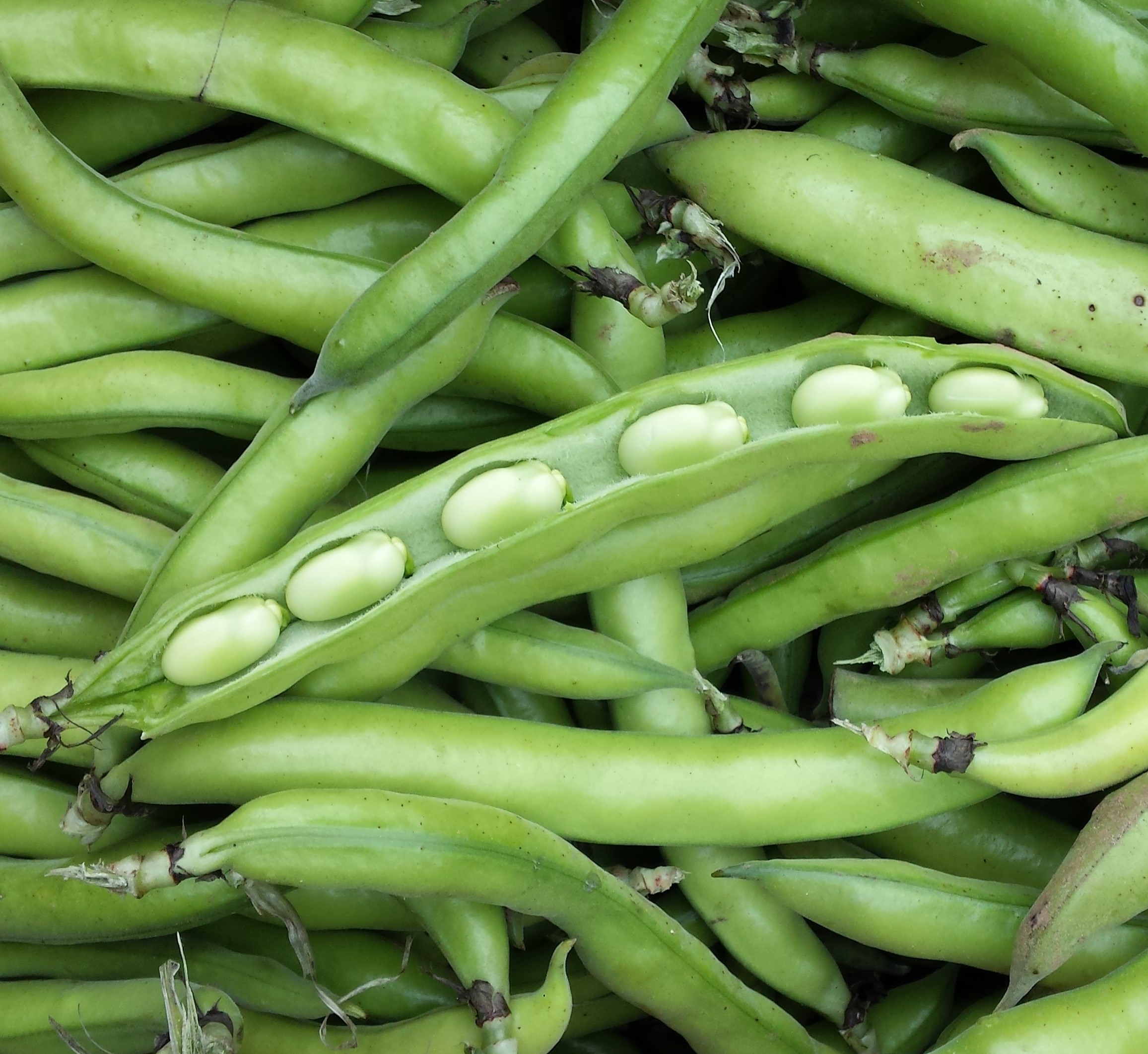 Broad bean smash