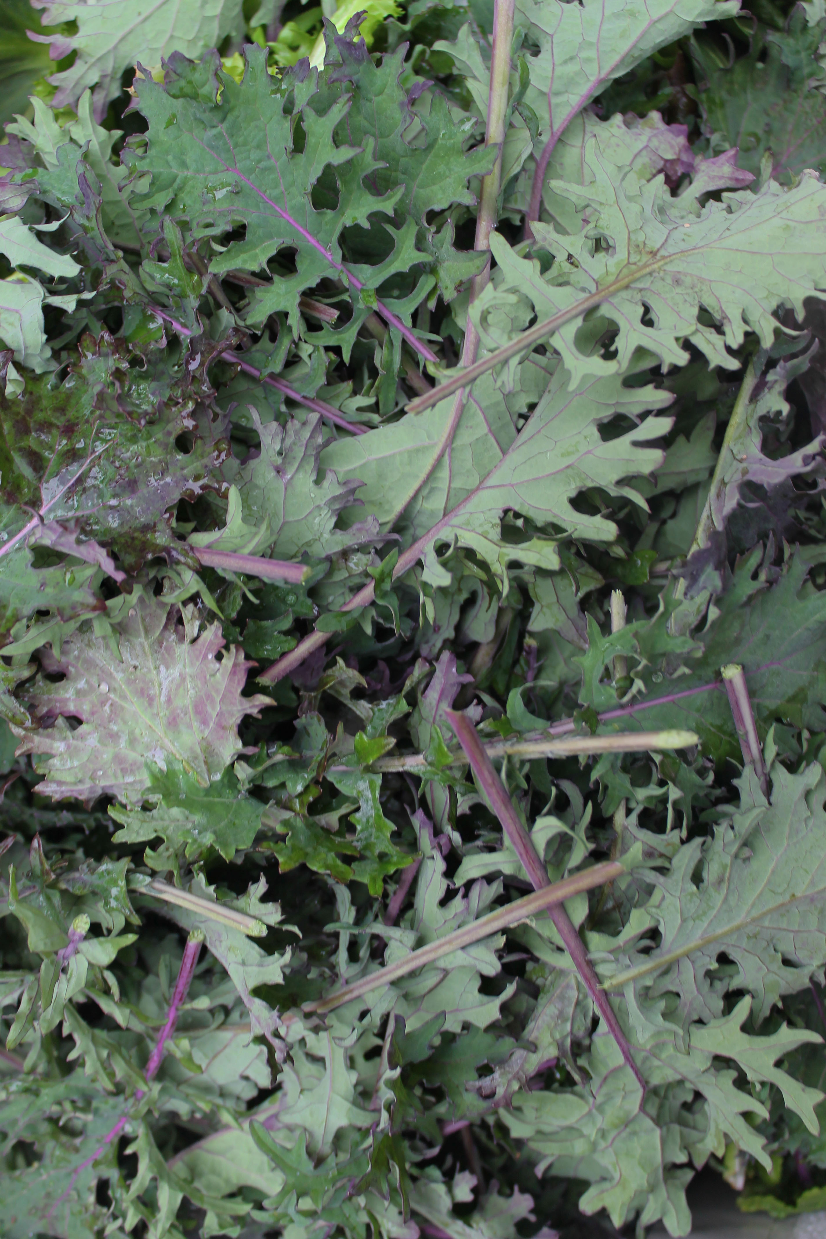 red russian kale