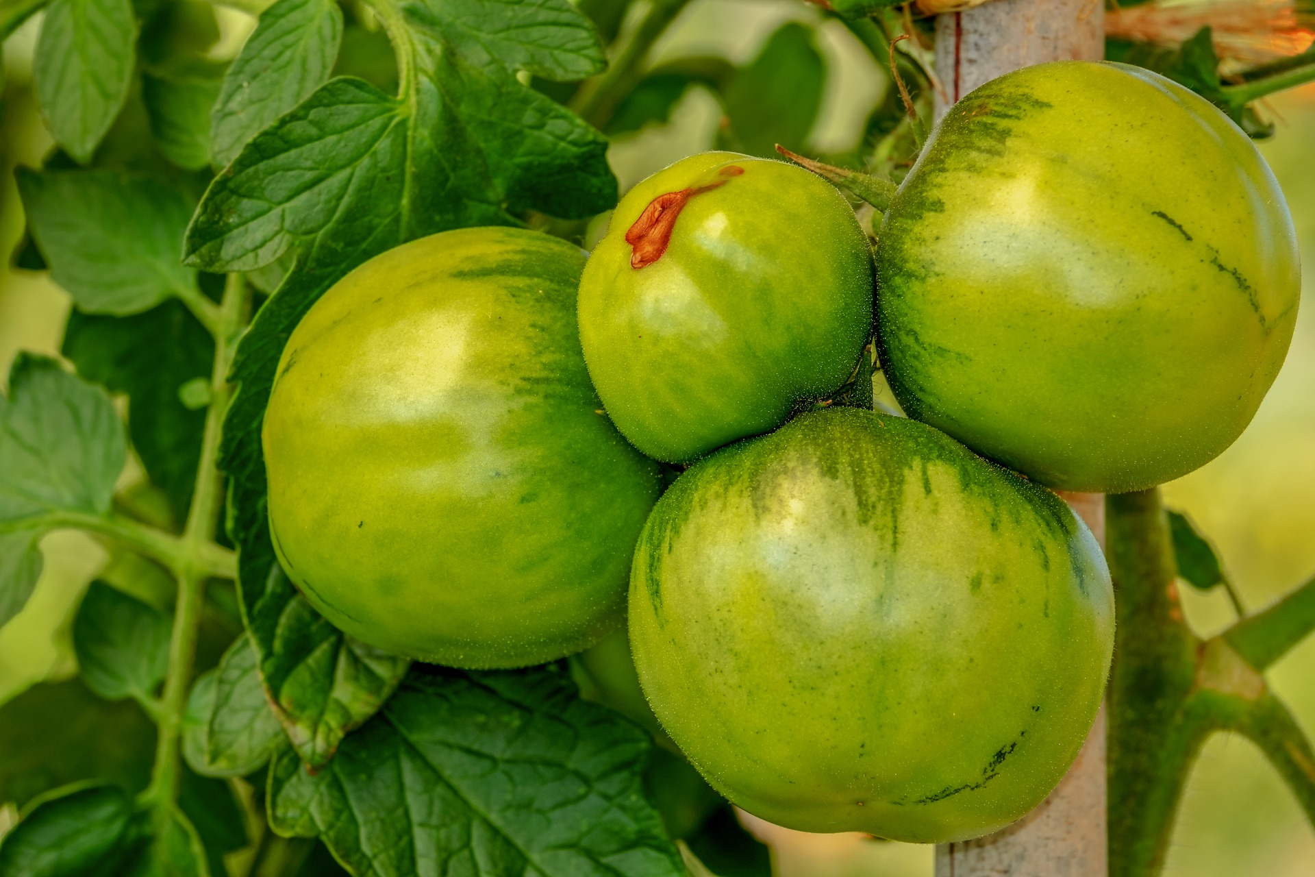 Green tomato chutney
