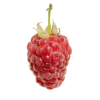 raspberry