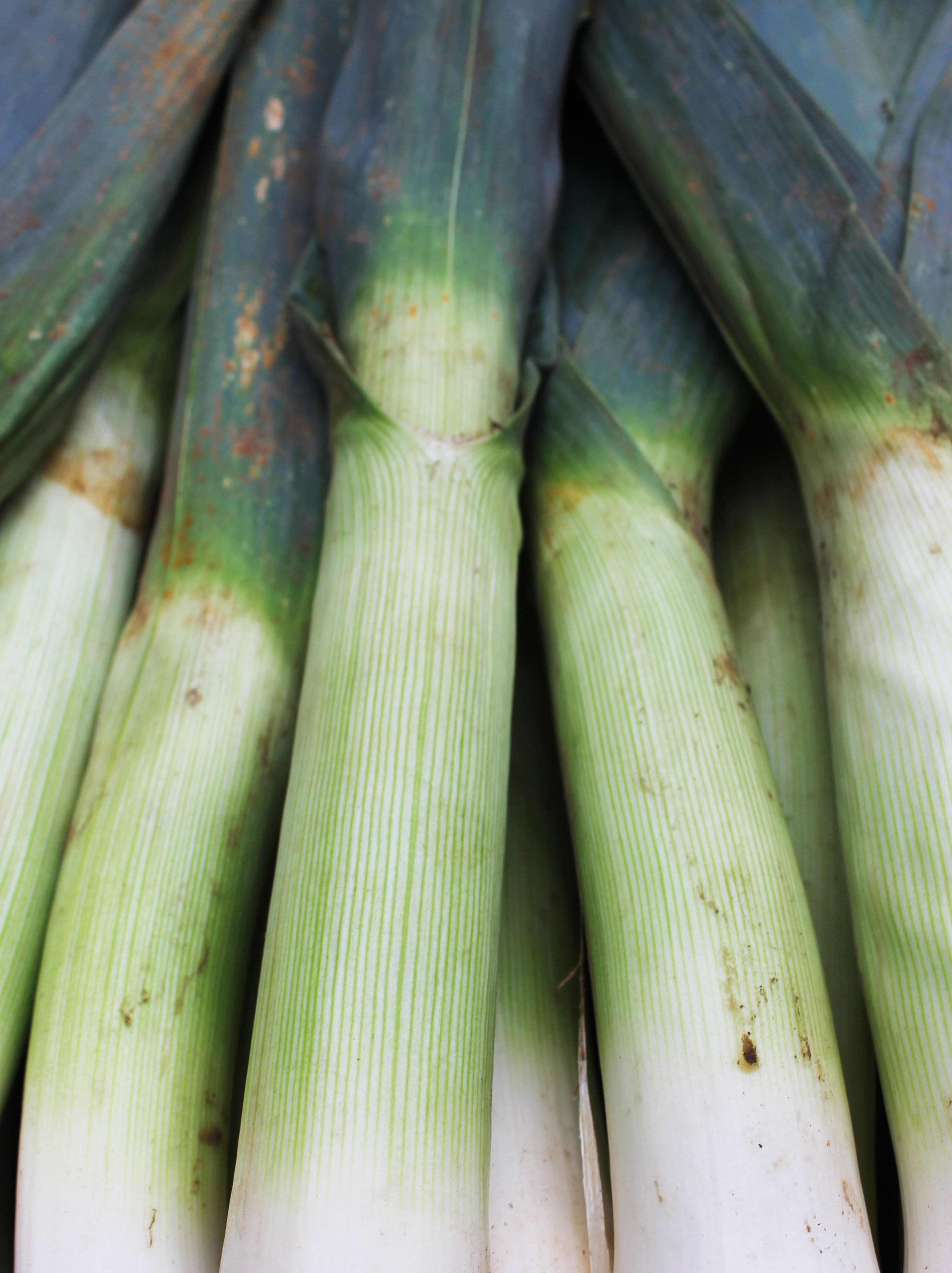 leeks