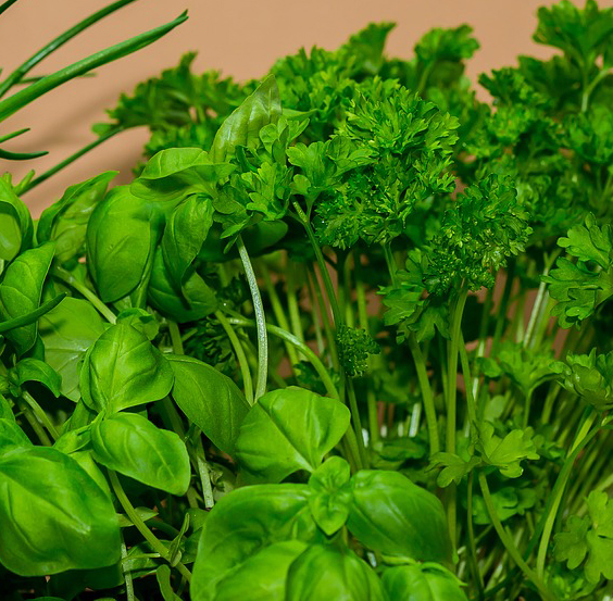 mixed herbs basil parsley