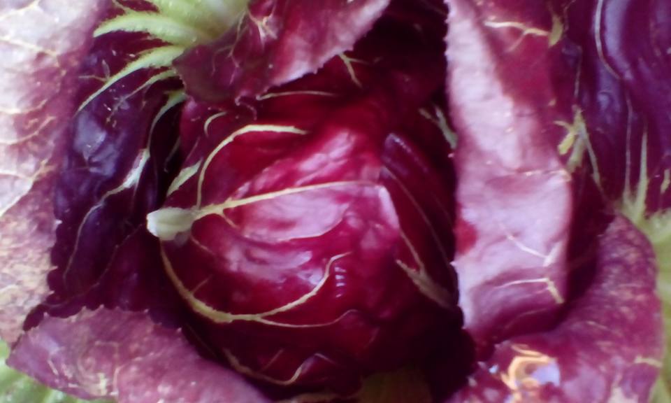radicchio from Sarah Green's Organics