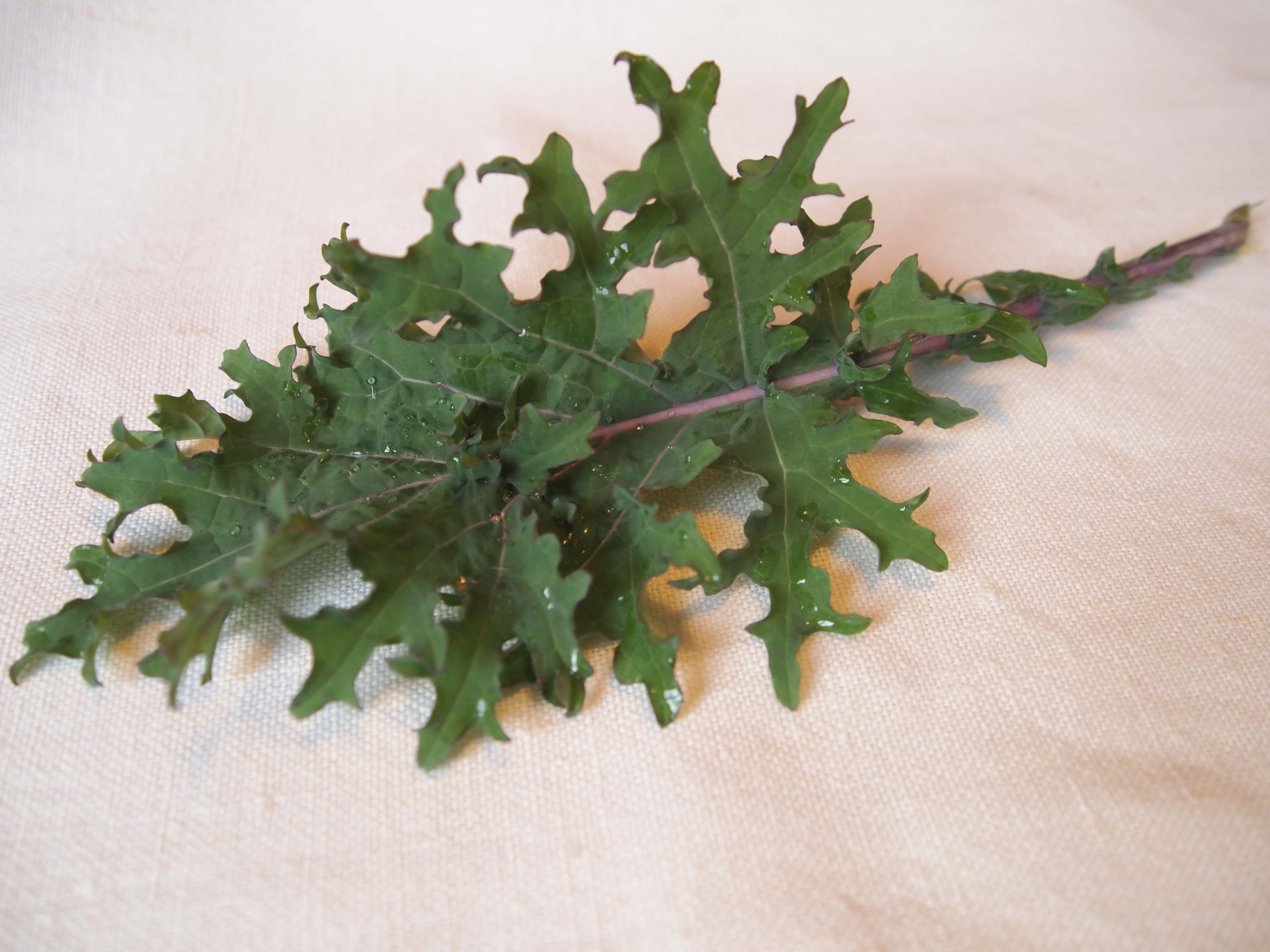 Wholemeal pasta with kale