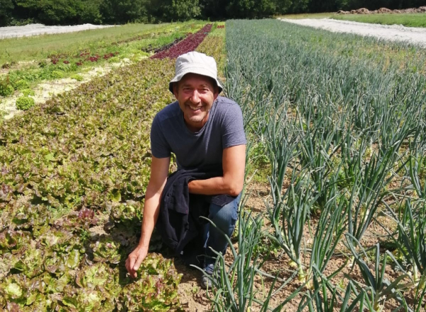 bunches of organic asparagus at Stoke Newington farmers' market