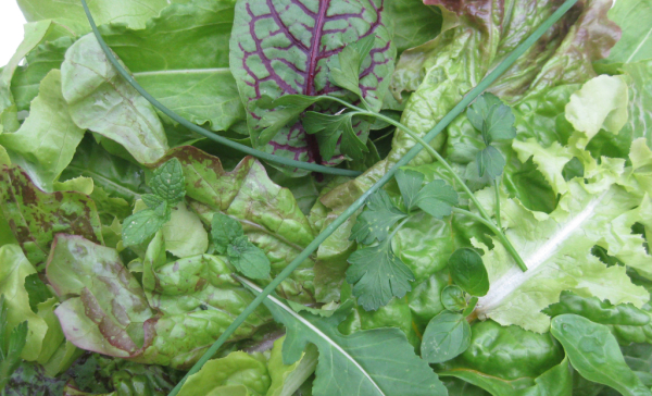 Many varieties of green salad leaves