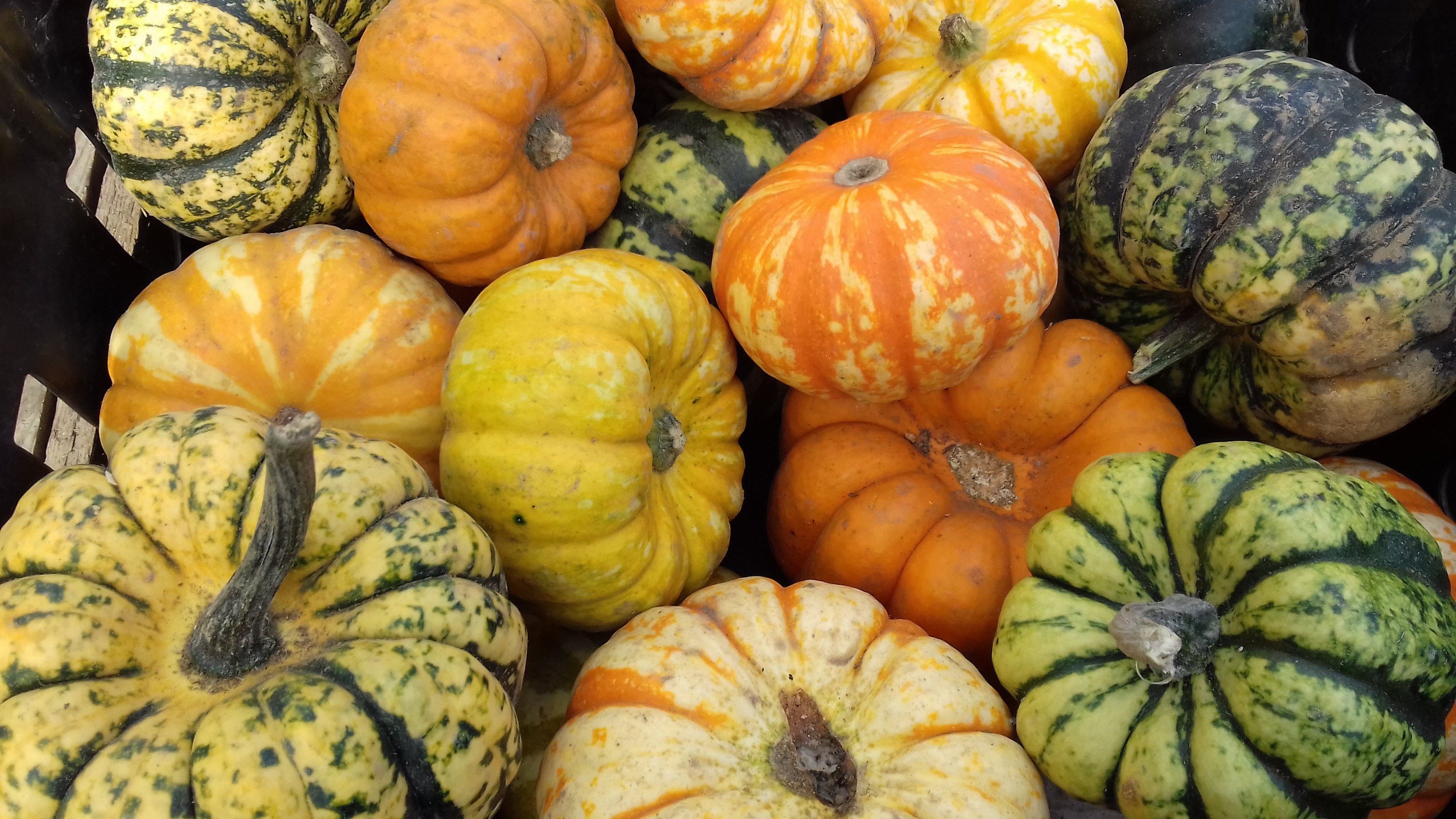 squash varieties