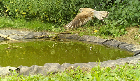 kestrel at ripple farm
