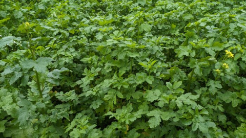 cover crops at Bore Place Market Garden