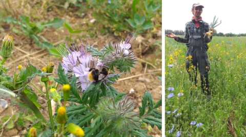 pollinators and flowers ripple farm kent