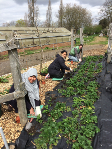 Sohefa Joseena and Ashlea planting strawberries at Dagenham Farm