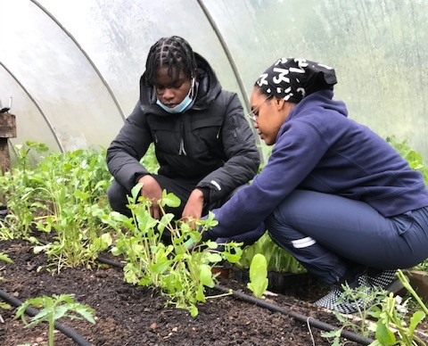 Kaya and Warami in polytunnel Springfield