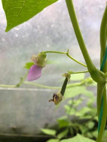 french bean