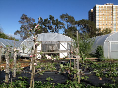 dagenham farm spring blossom