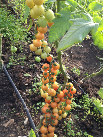 Dagenham organic tomatoes