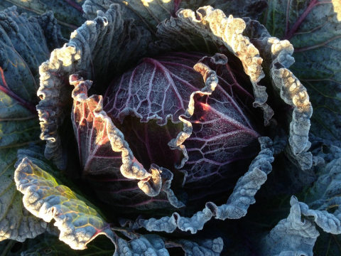 frosty january king cabbage