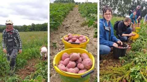 harvesting potatoes at ripple farm