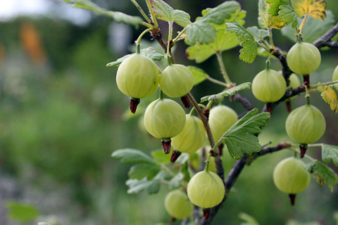 gooseberries