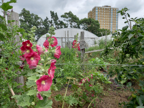 Hollyhocks at Dagenham Farm