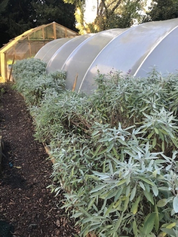 sage growing 