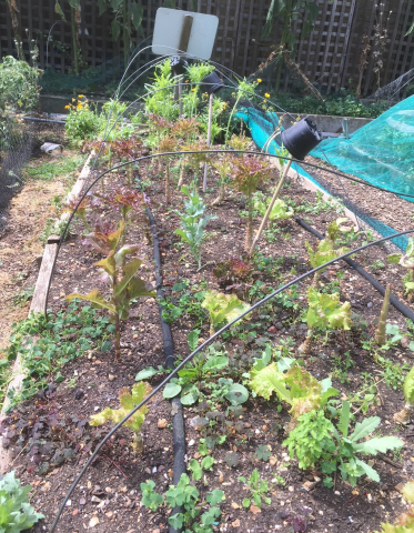 suffering salad bed