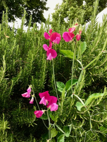 sweet peas