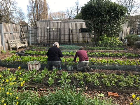 volunteers on the orgaic farm Hackney
