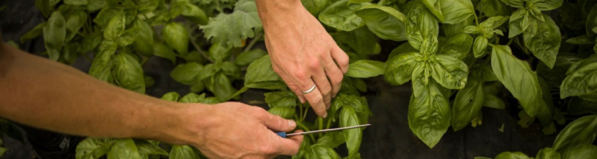 hands holding knife to harvest basil at Dagenham Farm