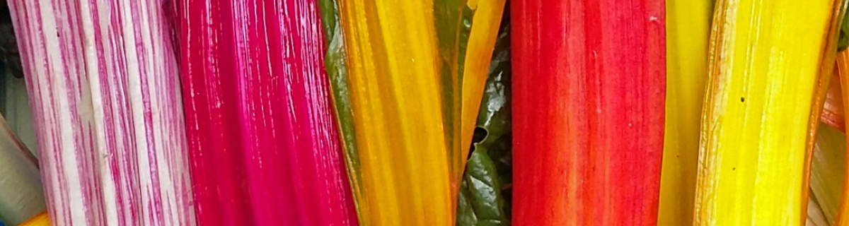 colourful rainbow chard stalks