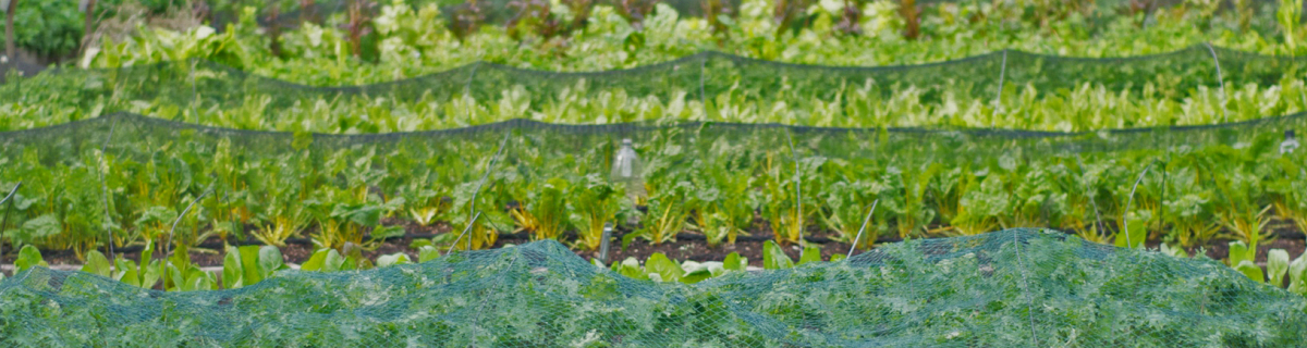organic hackney salad growing
