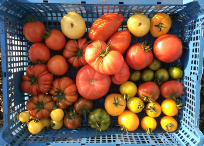 tomatoes of different sizes and colours from Dagenham Farm in blue crate