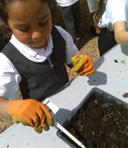school girl planting in soil tray 