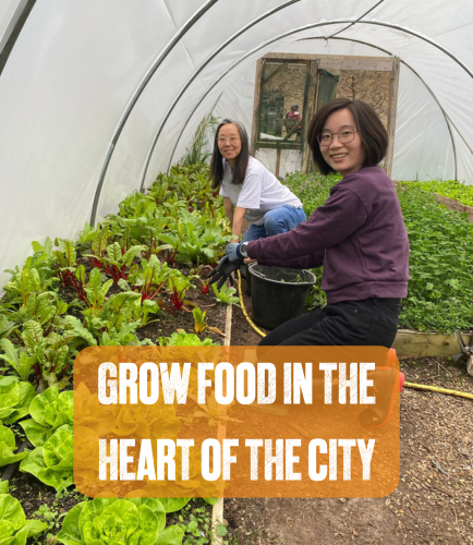 Two people harvest salad leaves in the market garden