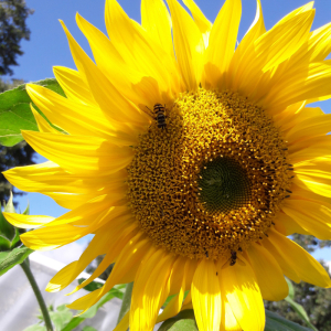sunflower with bees