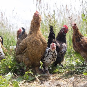 Elder Farm Chickens Ecological Land Coop 