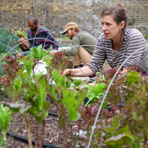 "urban farming", "growing communities"