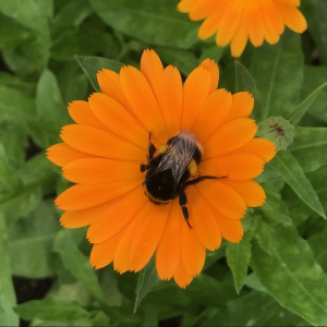patchwork farm bee