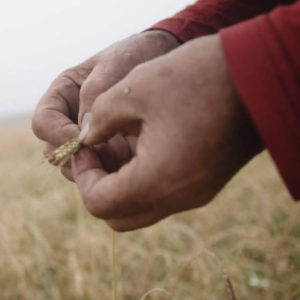 In our hands film wheat