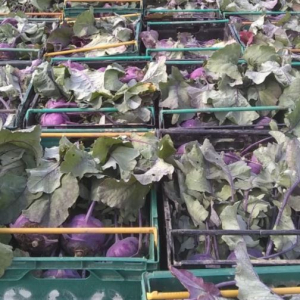 kohlrabi in crates sarah green