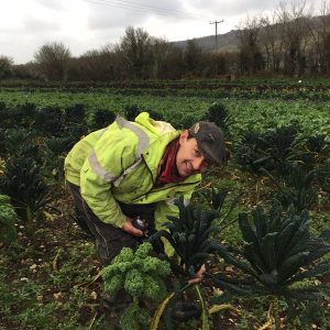 Farmer MArtin MAckey in hi vis jacket harvesting green vegetables in a field