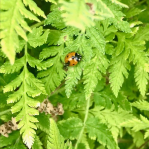 ladybird