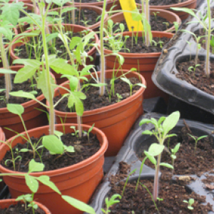organic seedlings Dagenham farm