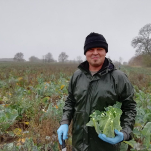 Bob harvesting cauliflowers Sarah Green's Organics
