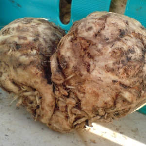 organic celeriac from Growing Communities