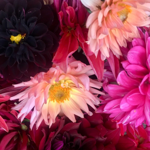 various flowers dahlia